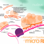 biological-causes-of-human-aging-and-lifespan-limitation-a-review-about-longevity