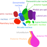 biological-causes-of-human-aging-and-lifespan-limitation-a-review-about-longevity