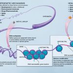 biological-causes-of-human-aging-and-lifespan-limitation-a-review-about-longevity