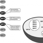 biological-causes-of-human-aging-and-lifespan-limitation-a-review-about-longevity