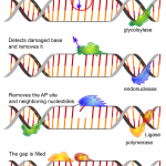 microfluidic-molecular-machines-for-dna-repair-the-dnarepairman-project-2