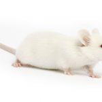 Blood plasma - longevity-Injecting the mice with the blood plasma