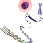 Epigenetic alterations as a cause of aging long long life transhumanism longevity genome dna