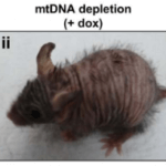 Long Long Life mitochondria new mouse model aging