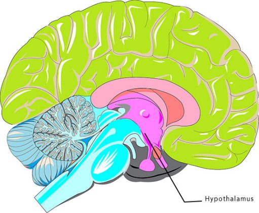 Hypothalamus: key in the fight against aging - Work for human longevity