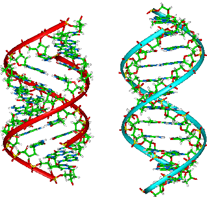 A-B-Z-DNA_Side_View - Work for human longevity