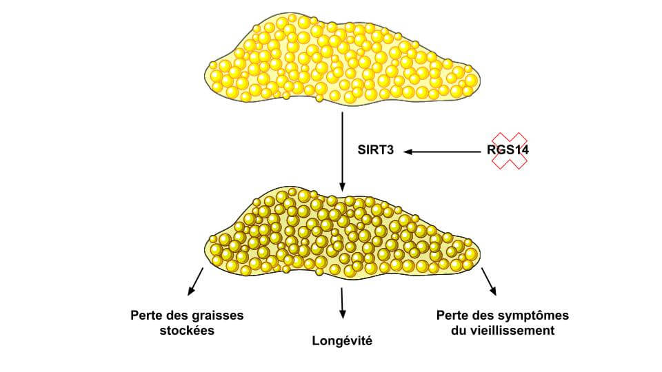 La graisse brune pourrait retarder le vieillissement